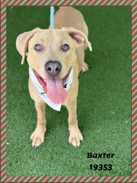Baxter