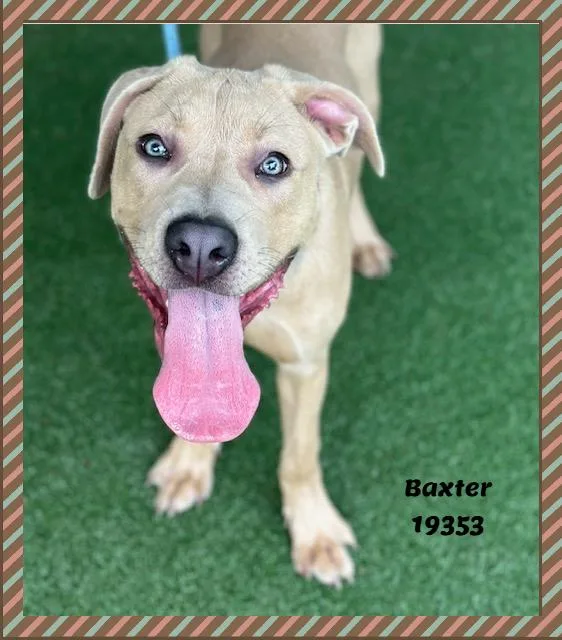 Baxter thumbnail 2