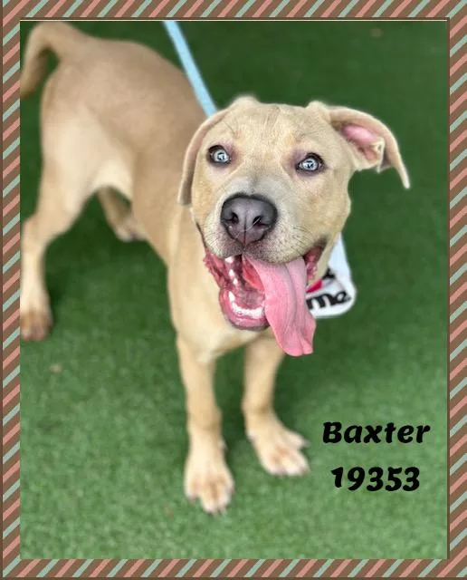 Baxter thumbnail 3