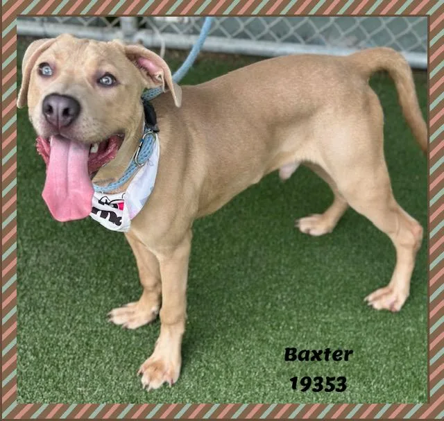 Baxter thumbnail 5