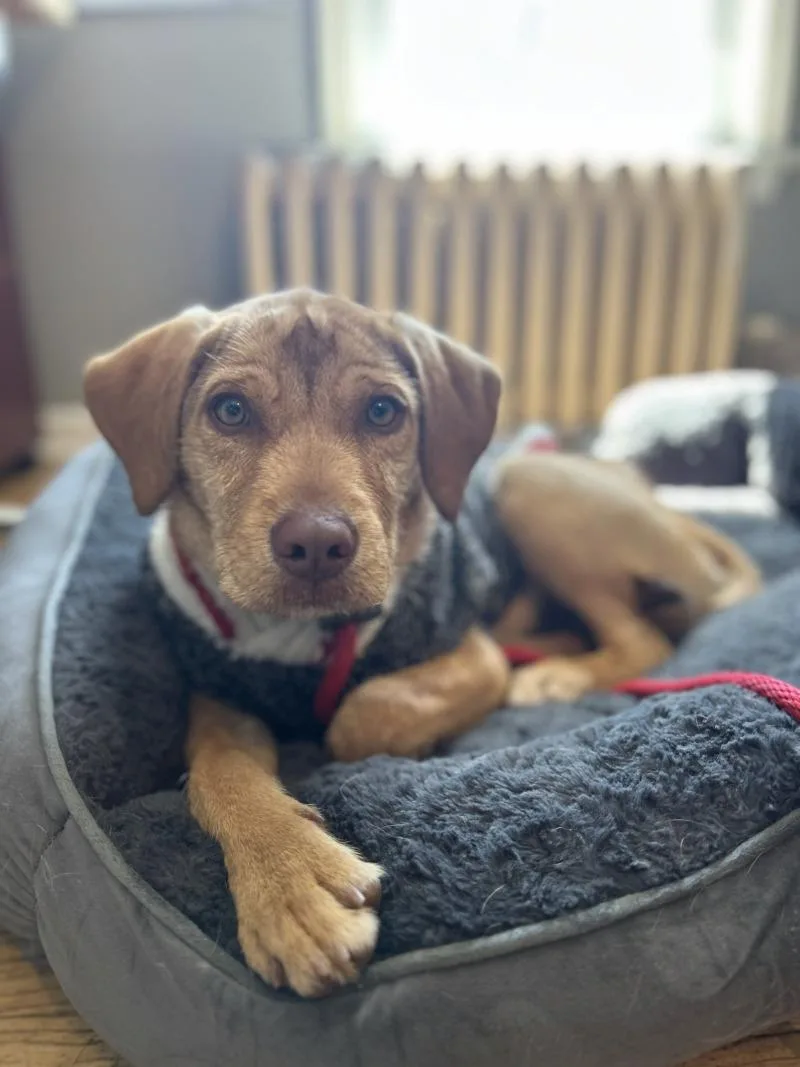 A young medium-sized male Yellow / Tan / Blond / Fawn Golden Retriever dog named Hudson for adoption in Aiken, SC