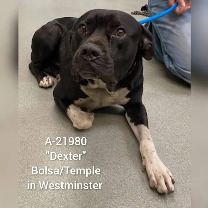 An adult medium-sized male Black Pit Bull Terrier dog named Dexter for adoption in Westminster, CA