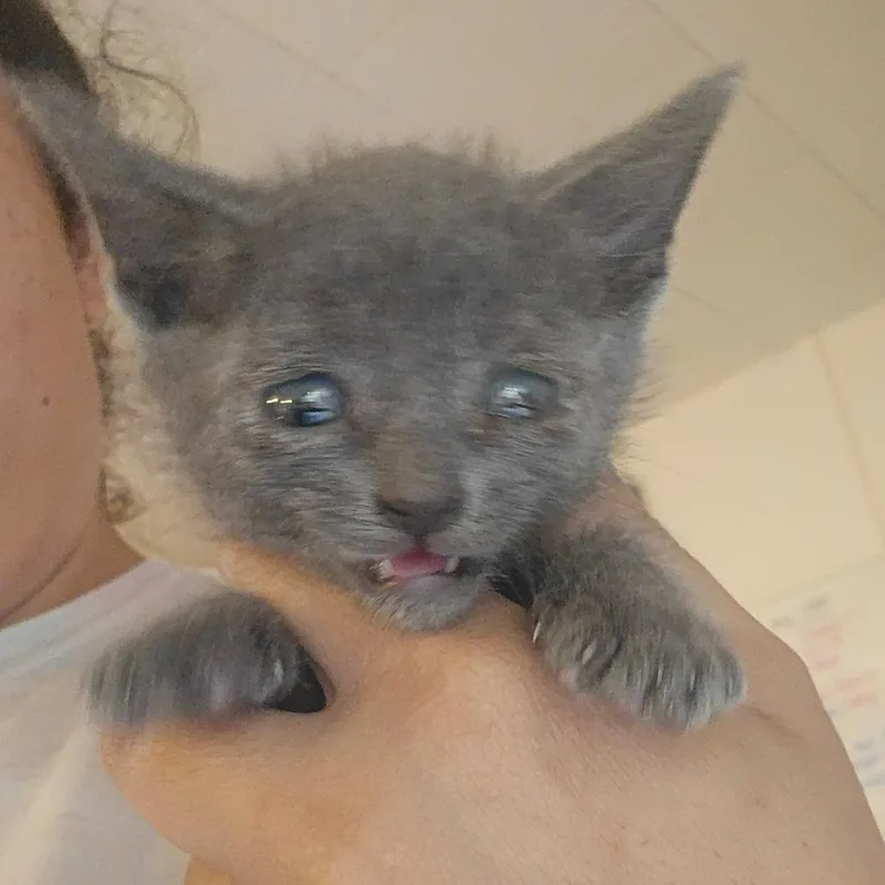 A baby small-sized female Gray / Blue / Silver Domestic Short Hair cat named Indigo for adoption in Hanna City, IL