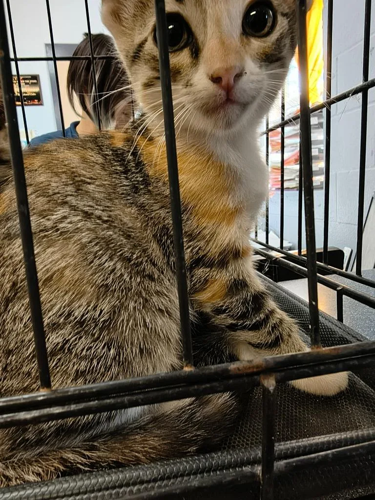 A baby large-sized female Domestic Short Hair cat named Dot for adoption in Brownwood, TX
