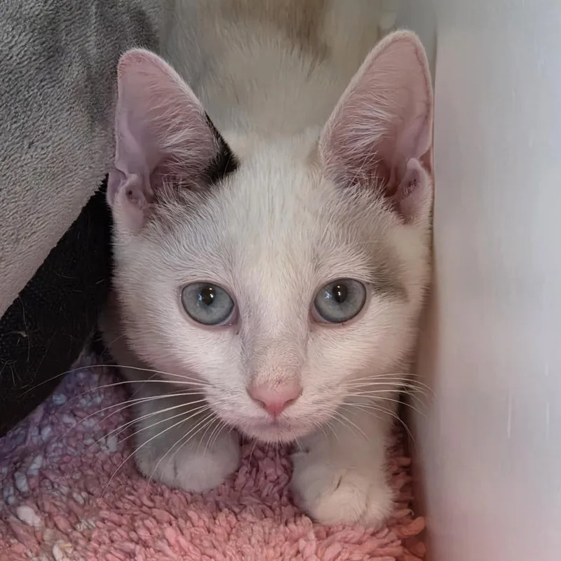 A baby small-sized female Domestic Short Hair cat named Ife for adoption in Cumming, GA