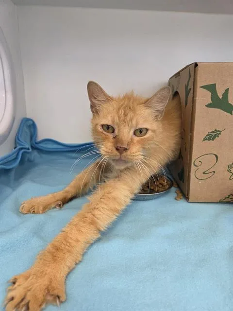 An adult small-sized male Domestic Short Hair cat named Bruce for adoption in Indianapolis, IN