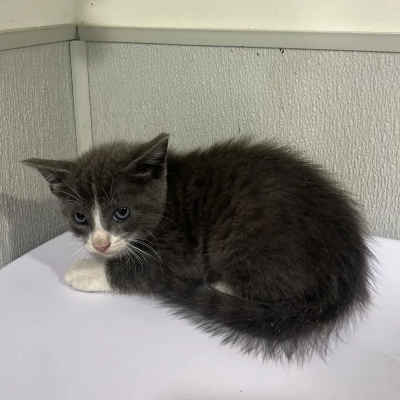 A baby small-sized male Gray / Blue / Silver Domestic Short Hair cat named Babo for adoption in Tampa, FL