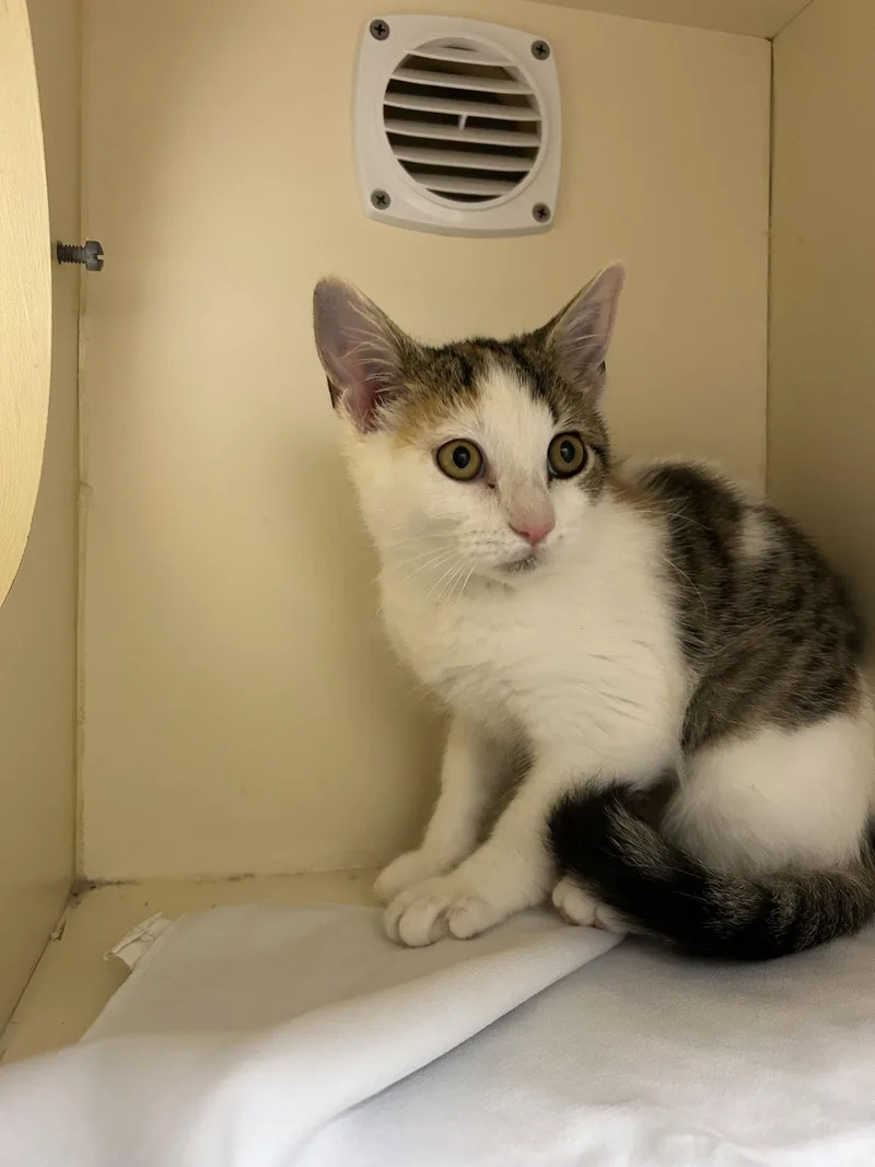 A baby medium-sized female Domestic Short Hair cat named Thomasina for adoption in Lancaster, PA