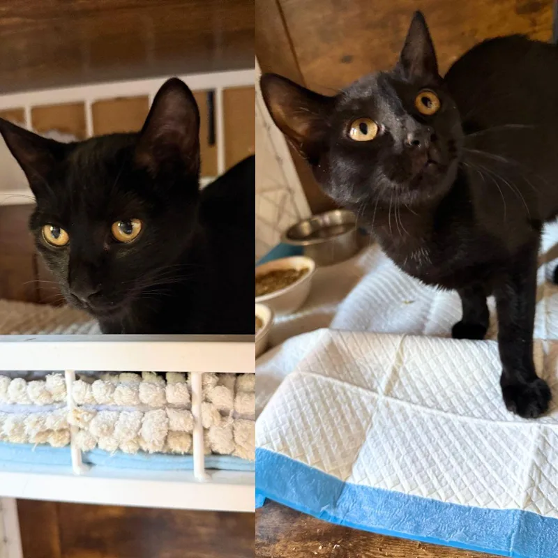 A baby medium-sized female Domestic Short Hair cat named Daphne And Velma for adoption in Brooklyn, NY