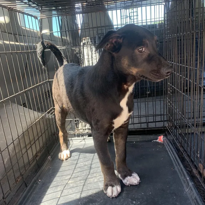An adult medium-sized male Brindle German Shepherd Dog dog named Aero for adoption in Hohenwald, TN