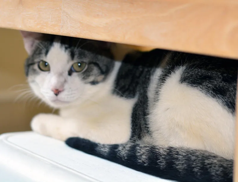 An adult medium-sized male Tabby (Gray / Blue / Silver) Tabby cat named Gojira for adoption in San Clemente, CA