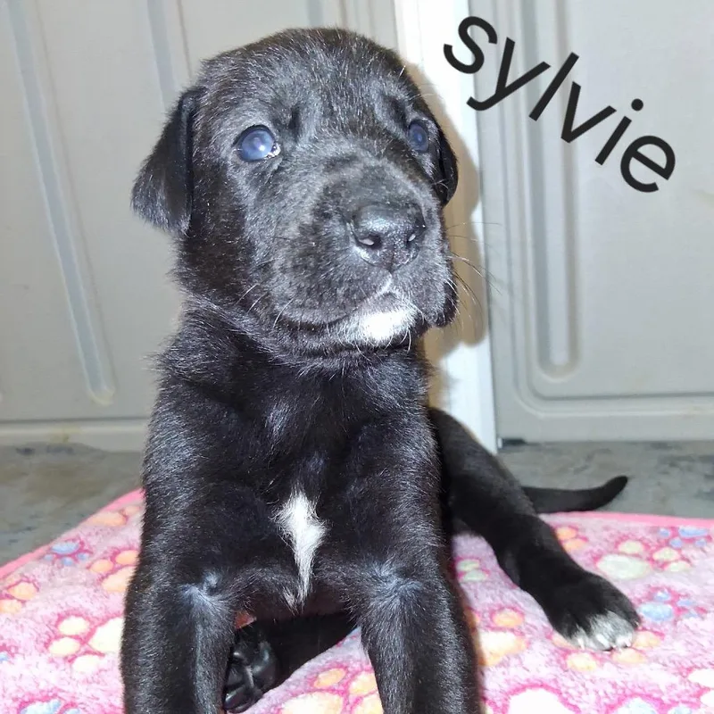 Sylvie thumbnail 2