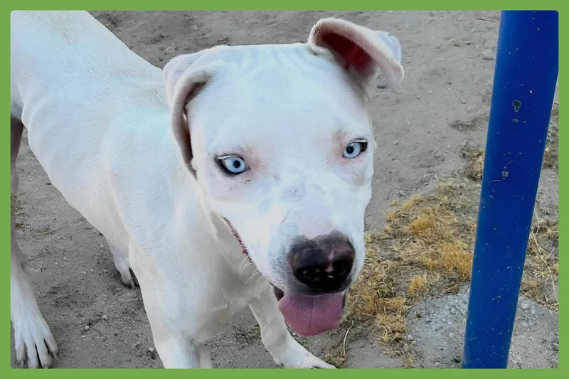 A baby medium-sized male White / Cream Pit Bull Terrier dog named LaCroix for adoption in Amherst, MA