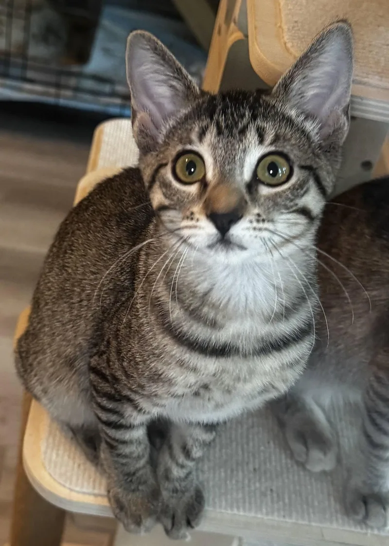 A baby medium-sized female Domestic Short Hair cat named Marigold for adoption in Seal Beach, CA