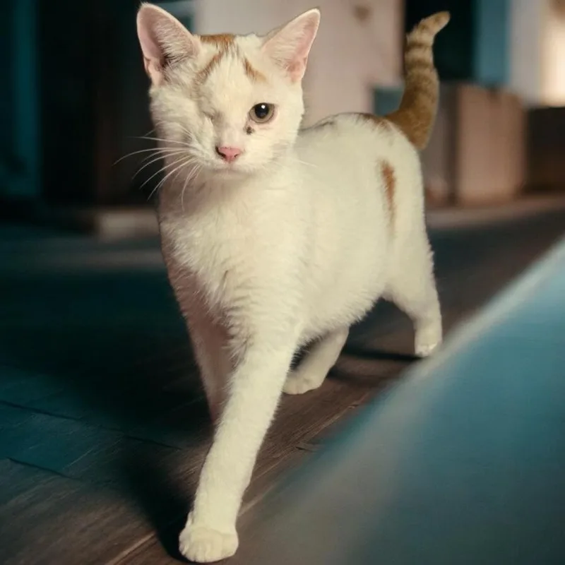 A baby small-sized male Orange & White Domestic Short Hair cat named Siren for adoption in Tulsa, OK