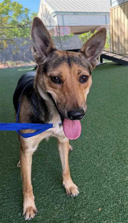 A young medium-sized female German Shepherd Dog dog named Camille for adoption in Woodland, CA