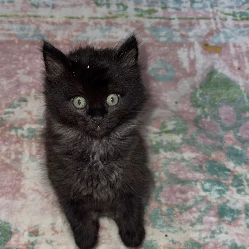 A baby small-sized male Black Domestic Long Hair cat named Hiccup for adoption in Springfield, MO