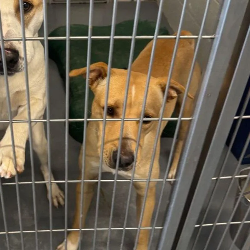 An adult medium-sized male Labrador Retriever dog named Ramy for adoption in Kingman, AZ