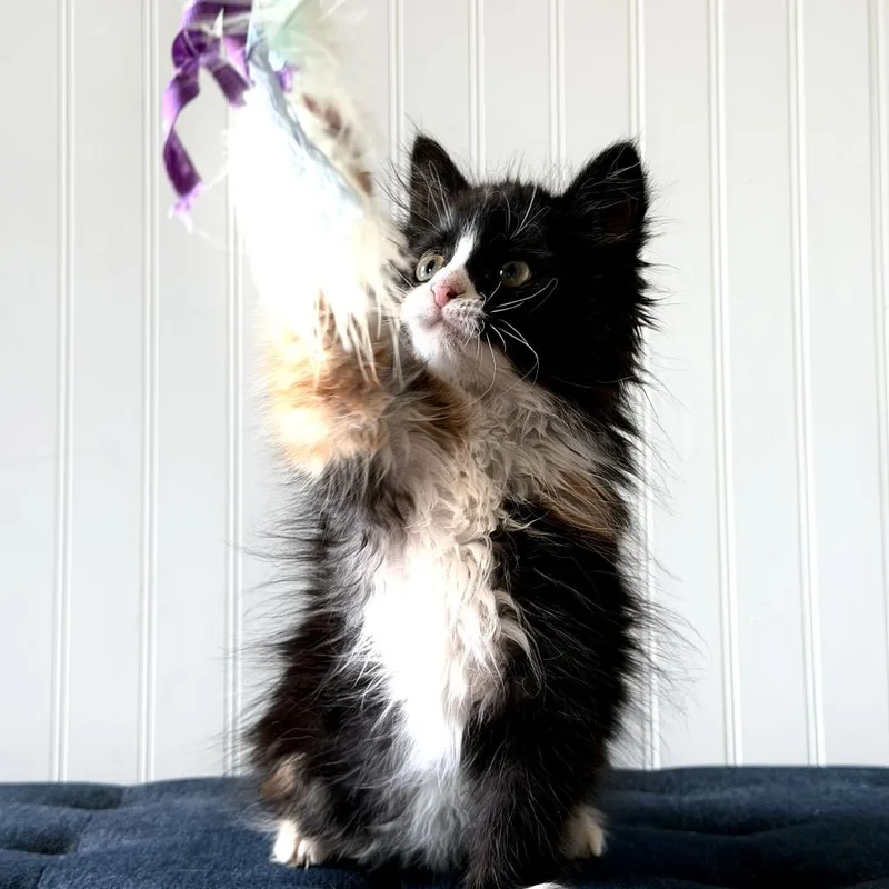 A baby small-sized female Black Domestic Medium Hair cat named Smudge for adoption in Cincinnati, OH