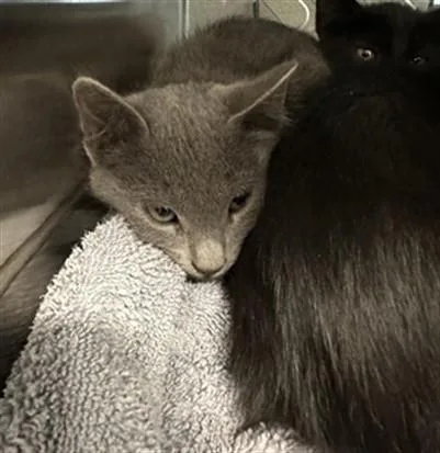 A baby small-sized male Domestic Short Hair cat named Smoke for adoption in San Luis Obispo, CA