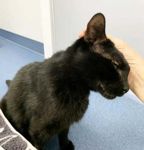 An adult medium-sized male Domestic Short Hair cat named Devon for adoption in St. Johnsbury, VT