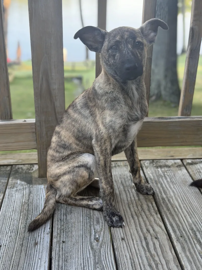A baby medium-sized female Hound dog named Muttsarella for adoption in Portland, ME