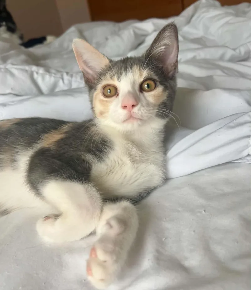 A baby medium-sized female Dilute Calico Domestic Short Hair cat named Kalani for adoption in Richmond, KY
