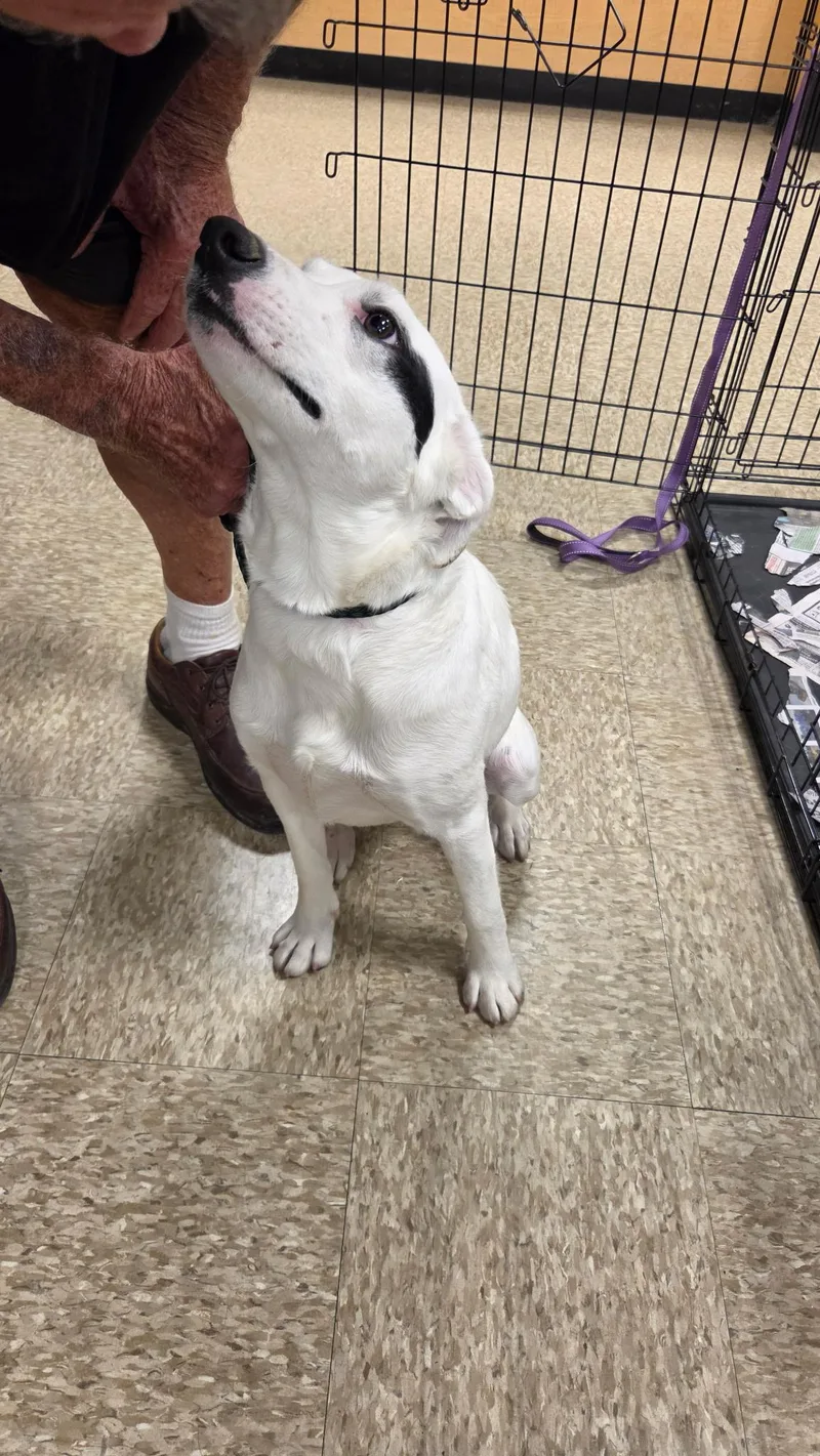 A young medium-sized female Australian Cattle Dog / Blue Heeler dog named Lucy for adoption in Lonedell, MO
