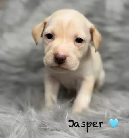 Jasper