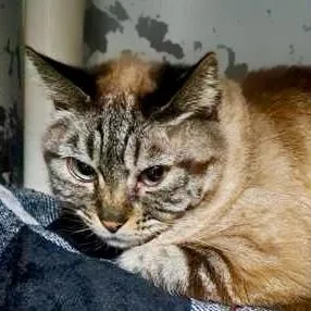A senior small-sized female Domestic Short Hair cat named Mama for adoption in Burlington, WA