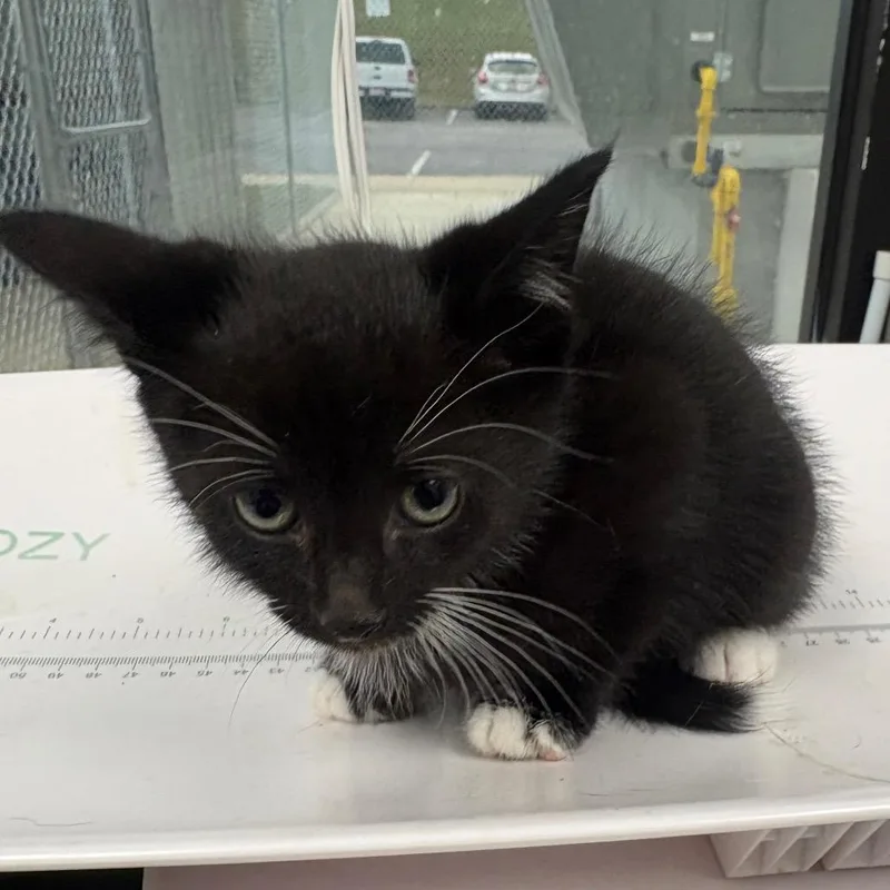 A baby small-sized male Black Domestic Short Hair cat named Oogie Boogie for adoption in Columbiana, AL