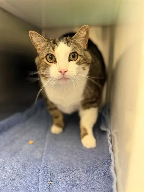 An adult medium-sized male Domestic Short Hair cat named Loki for adoption in Brighton, CO