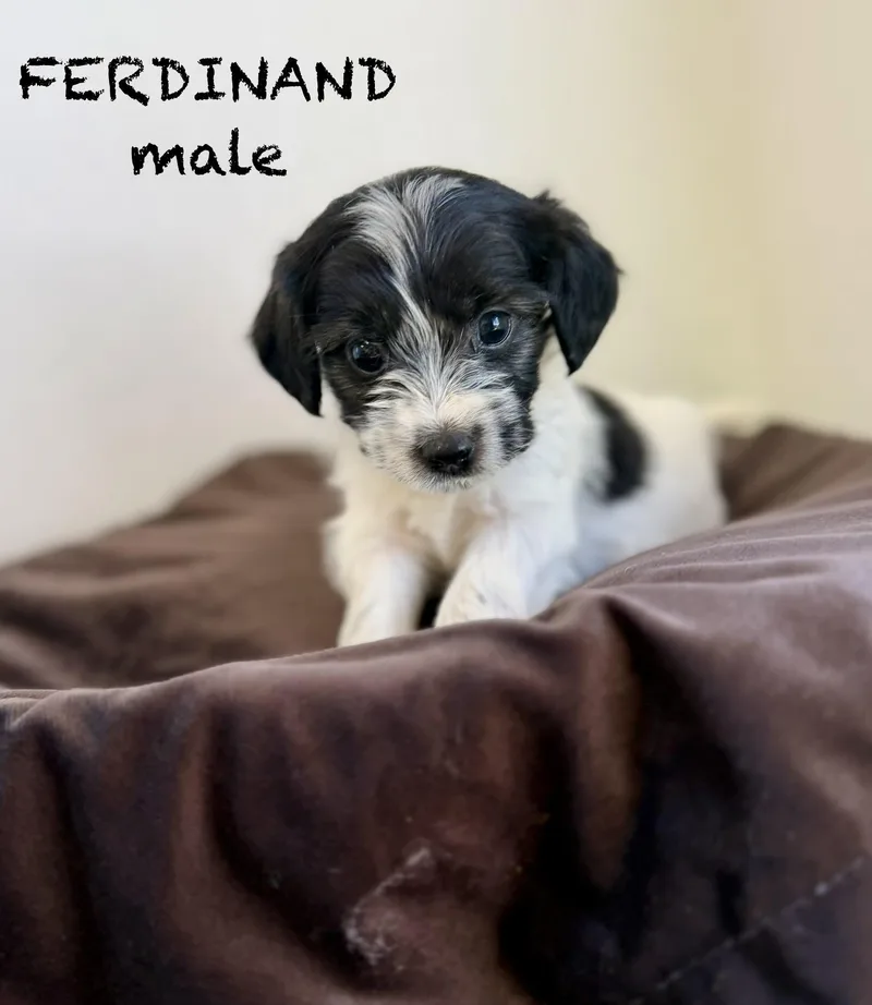 Ferdinand thumbnail 3