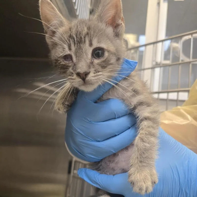 A baby small-sized male Domestic Short Hair cat named Oat Milk for adoption in Los Angeles, CA