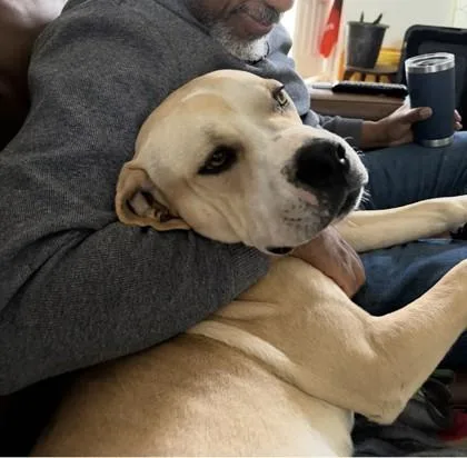 An adult large-sized male Mixed Breed dog named Crevette for adoption in West Chester, PA