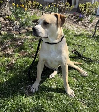 Crevette thumbnail 2