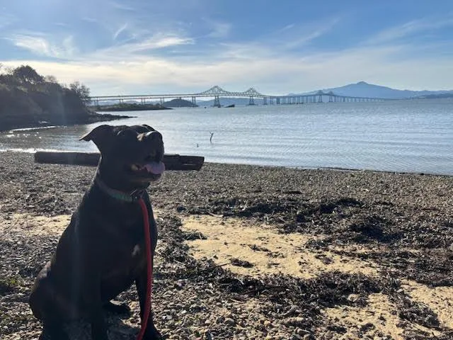 Buddy Bear thumbnail 2