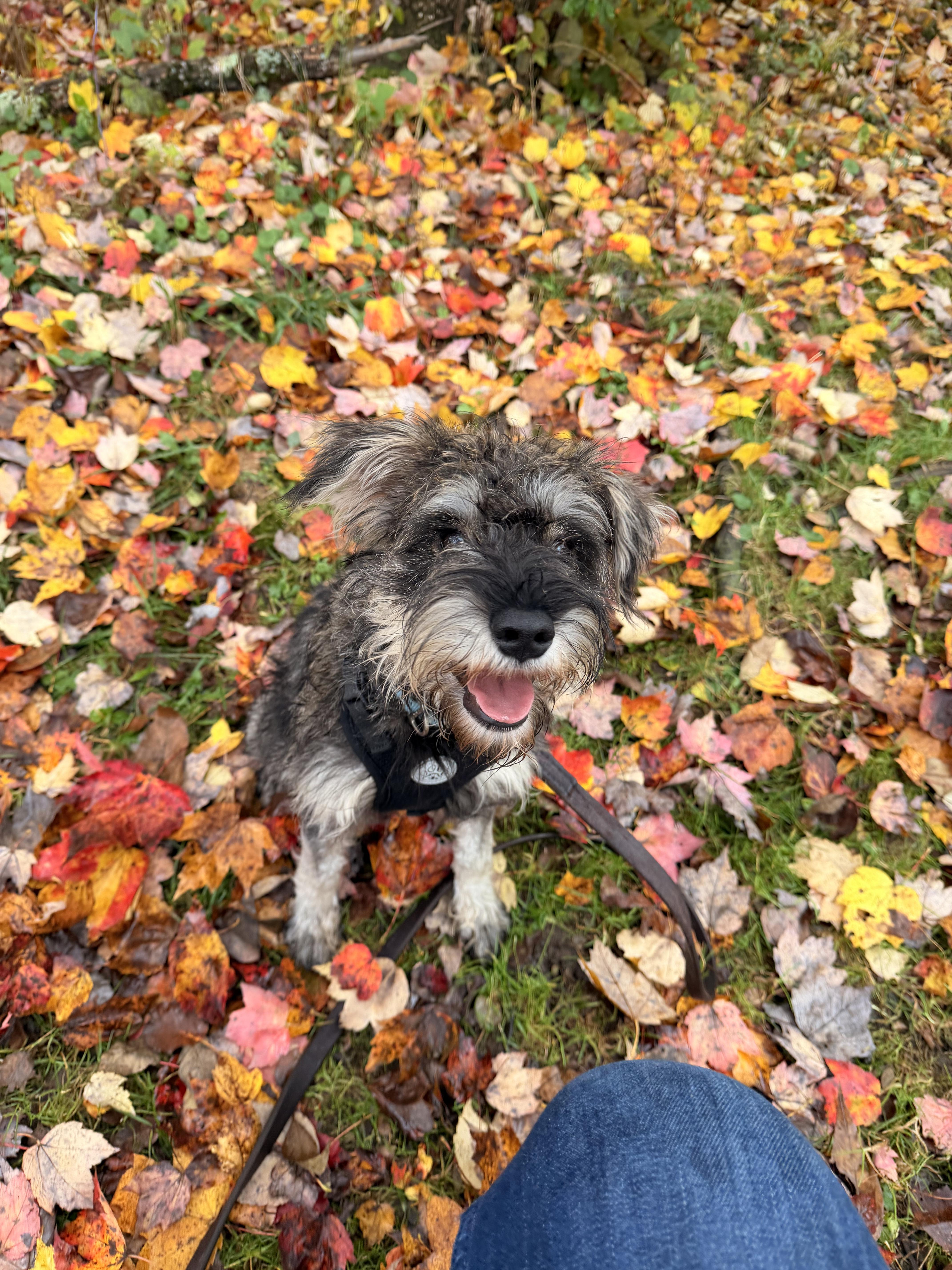 A young small-sized male Miniature Schnauzer dog named Mochi for adoption in Honesdale, PA