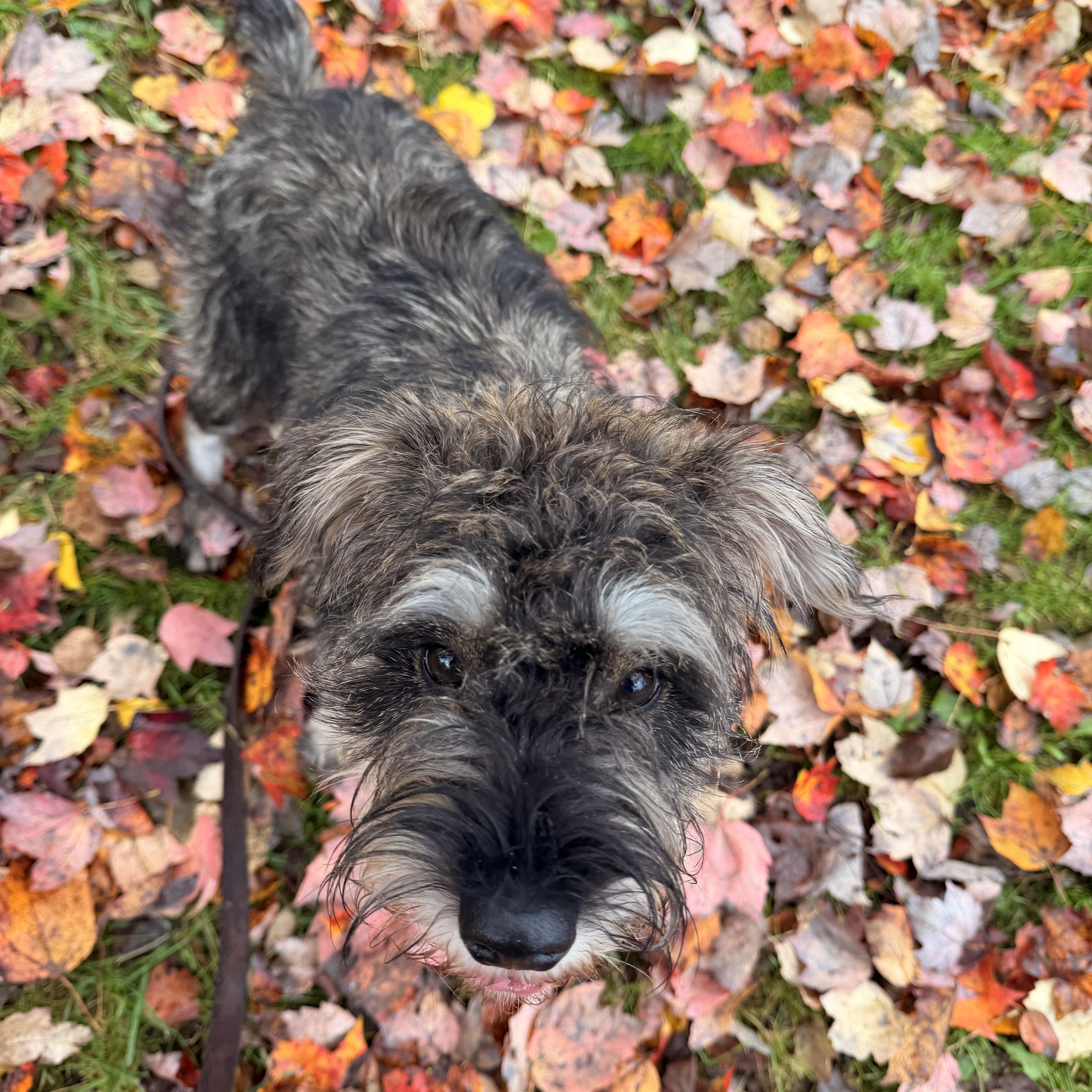 Mochi thumbnail 2
