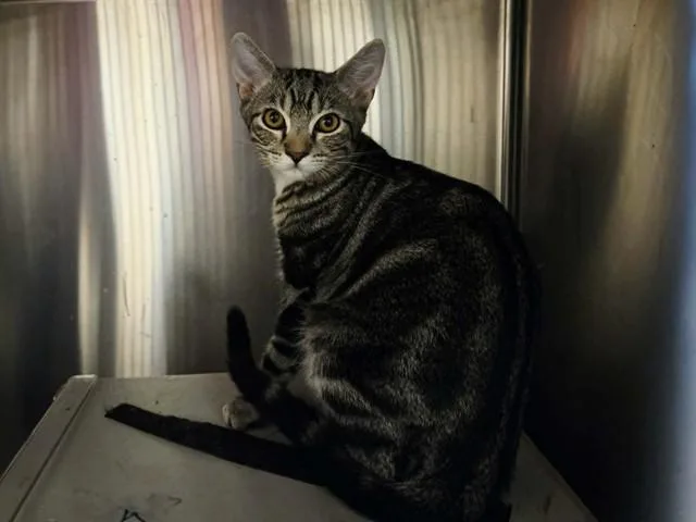A baby small-sized male Domestic Short Hair cat named Firefly for adoption in Martinez, CA