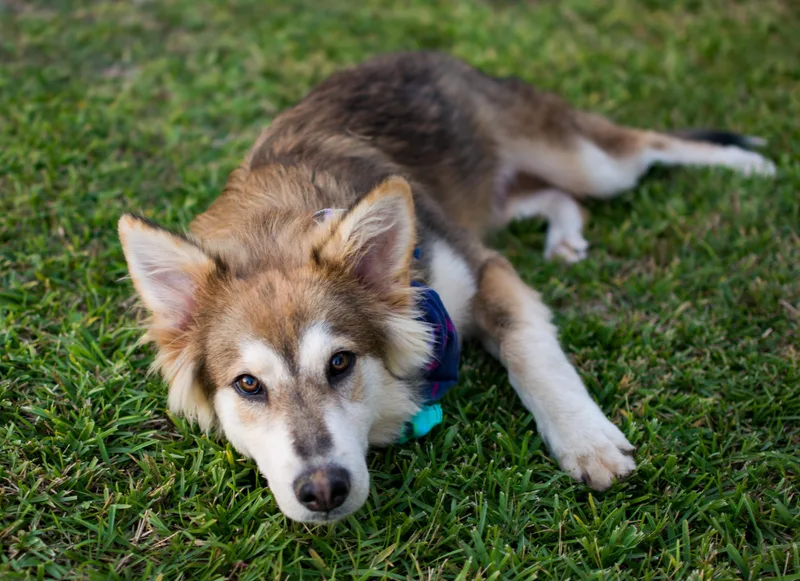 A baby medium-sized male Husky dog named Riley for adoption in Gulfport, MS
