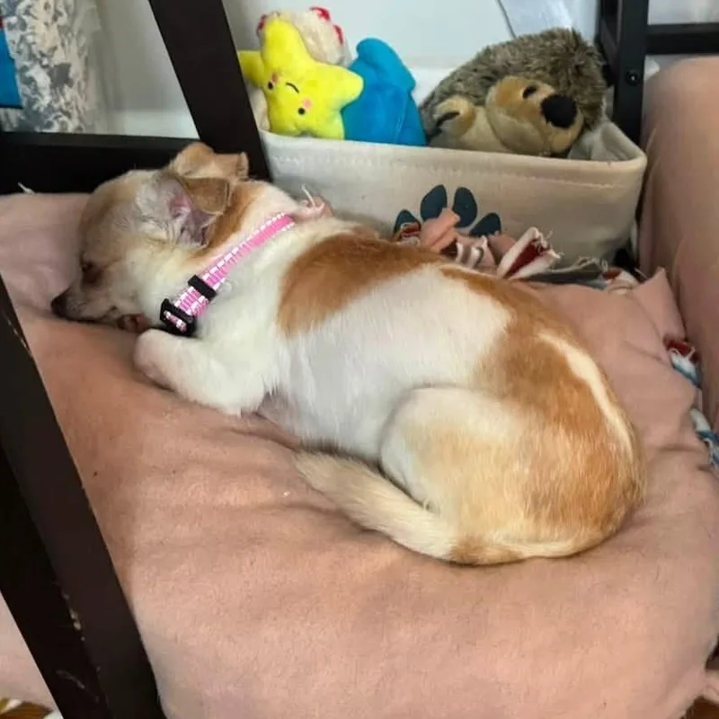 A senior small-sized female Apricot / Beige Chihuahua dog named Misty for adoption in Rockville, MD