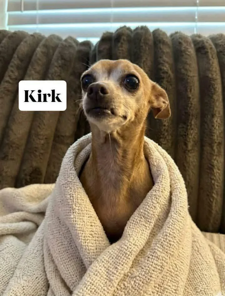 A senior small-sized male Chihuahua dog named Kirk for adoption in Winter haven, FL