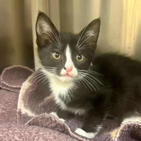 A baby medium-sized male Domestic Medium Hair cat named Jamie for adoption in Walnut Creek, CA