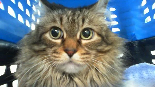An adult large-sized female Domestic Long Hair cat named Bica for adoption in Charlotte, NC