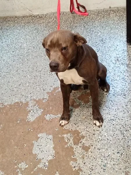 A young large-sized male Pit Bull Terrier dog named Smiley for adoption in Mobile, AL