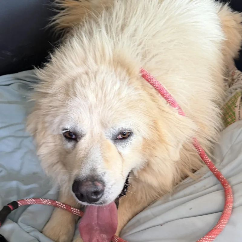 A young large-sized male White / Cream Great Pyrenees dog named Bingo for adoption in Claremont, NC