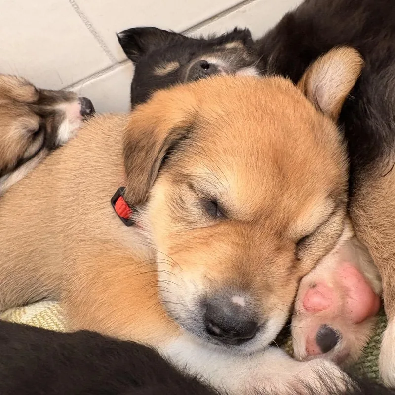 A baby large-sized female Yellow / Tan / Blond / Fawn Mixed Breed dog named Sweet Pea for adoption in Bellingham, WA