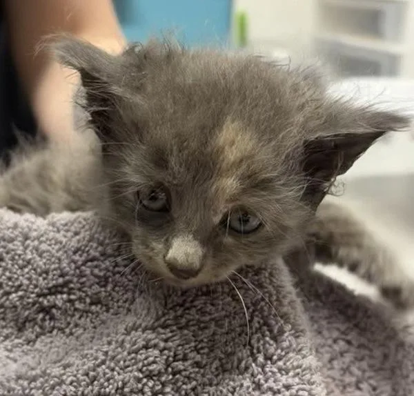A baby small-sized female Domestic Long Hair cat named Natasha for adoption in Escondido, CA