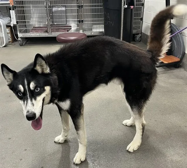 An adult medium-sized male Siberian Husky dog named Kai for adoption in Upper Marlboro, MD
